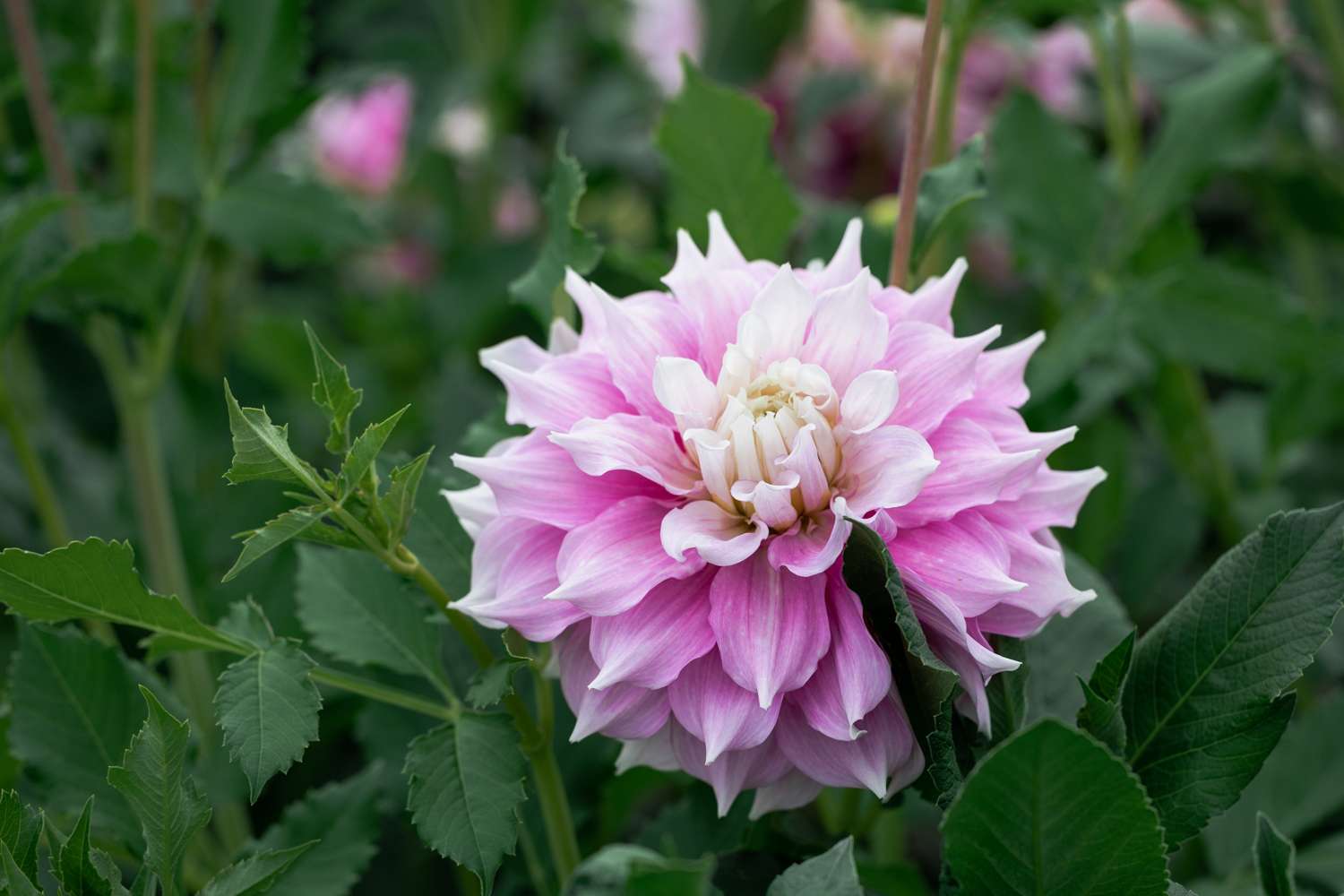 Dahlia 'Gitt's Perfection'